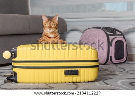 Cute bengal cat, suitcase and pet carrier indoors. Traveling with a pet. Royalty-Free Stock Photo #2184112229