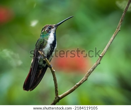female black throated mango perched on a tiny branch 
