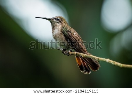 female ruby topaz hummingbird looking into the distance with white bokeh