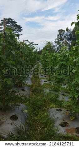 picture of a peanut farm in a mountainous area, more precisely in the Sumbing mountain area. 