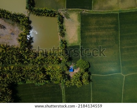 drone shot aerial view top angle bright sunny day beautiful natural scenery plantain cultivation agricultural fertile land tropical country patterns background wallpaper india tamilnadu meadows 