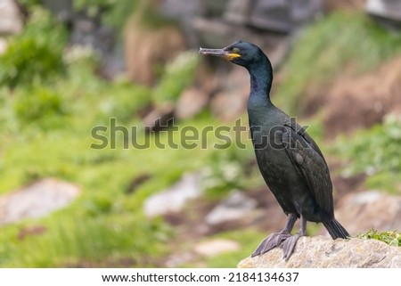 European shag - Gulosus aristotelis - standing on cliff with light green background. Photo from Hornoya - Hornøya Island in Norway. Copy space on left side.