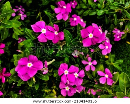 Beautiful Vinca flower blooming in the garden. Nature background. Selective focus Royalty-Free Stock Photo #2184148155