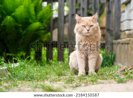 Red cat sits on the background of a green fern. The cat is sitting in the yard.