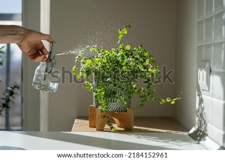 Woman spraying creeping fig Ficus Pumila houseplant in ceramic pot, using sprayer, moisturizes air surround leaves during hot summer season. Sunlight. Greenery at home. Plant care, hobby.  Royalty-Free Stock Photo #2184152961