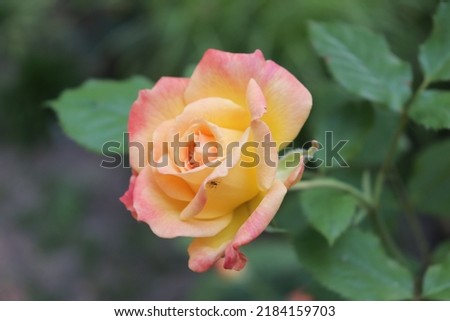 Yellow, red and orange color Floribunda Rose Gartenspass flowers in a garden in July 2021. Idea for postcards, greetings, invitations, posters, wedding and Birthday decoration, background 