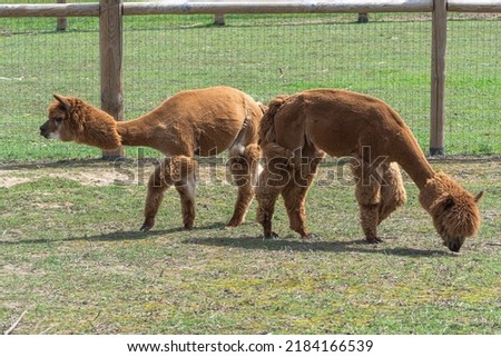 Two brown alpacas graze in a paddock. Picture taken in Sigulda Zoo Latvia. Beautiful sunny day. Animals in zoo.