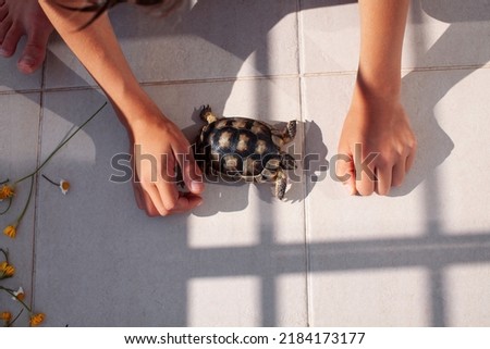 turtle, lifestyle people concept