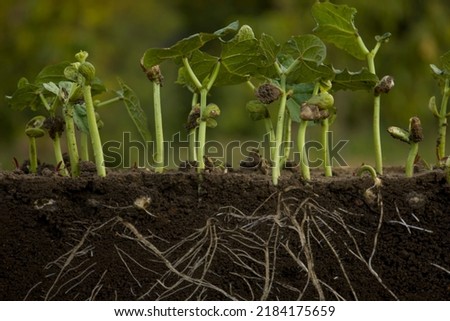 Fresh green bean plants with roots Royalty-Free Stock Photo #2184175659
