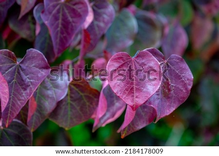 Selective focus of pansy redbud leaves on the tree, Cercis canadensis or Amerikaanse Judasboom, The eastern redbud is a large deciduous shrub or small tree, Nature leafs pattern background.