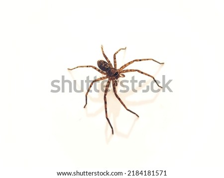 Spiders are classified as arthropods.  or arthopods, as well as insects, millipedes, crabs Royalty-Free Stock Photo #2184181571