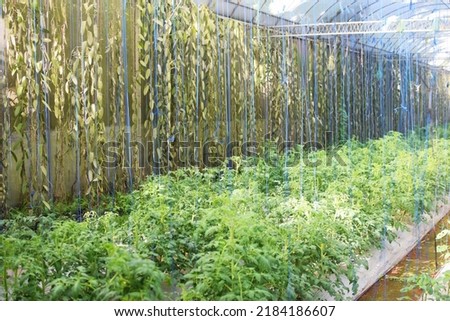 tomato garden care in a greenhouse