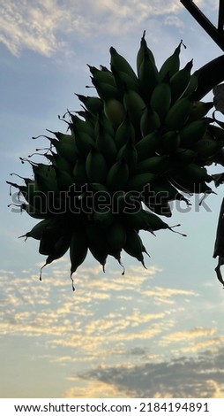 The silhouette view of banana fruits on the tree.