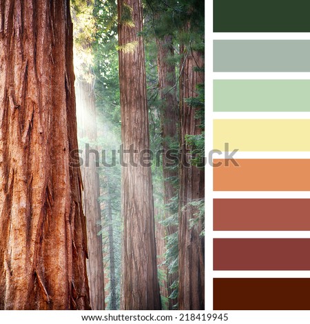 Early morning sunlight in the Sequoias of Mariposa Grove, Yosemite National Park, California, USA, in a colour palette with complimentary colour swatches