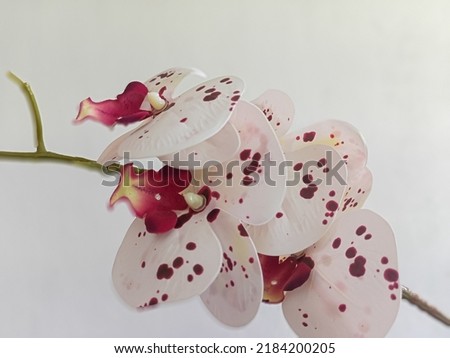 close-up of maroon orchid on white background. Bokeh photo 