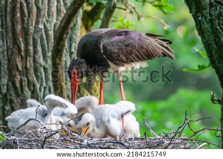 Black stork with babies in the nest. Wildlife scene from nature. Bird Black Stork with red bill, Ciconia nigra, sitting on the nest in the forest. Animal spring nesting behavior in the forest. Royalty-Free Stock Photo #2184215749