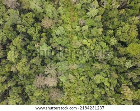 Mosaic landscape of forest and swamp ecosystems in the Salawati Island nature reserve. All of these photos ( 92 photos) are perfect for making maps from drones.