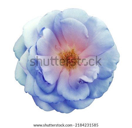 Blue  rosehip  flower  on white isolated background with clipping path. Closeup.  Nature. 