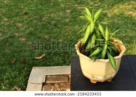 Dragon plant growing fertilely on pot with green grass background