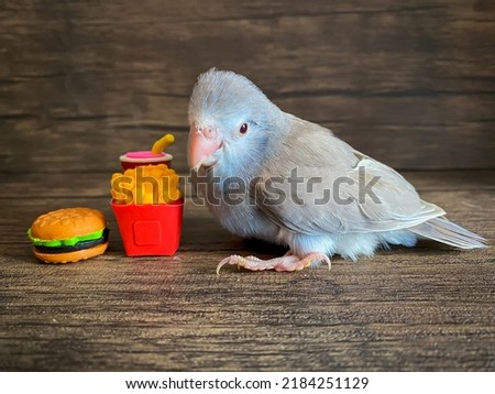 Forpus blue color parrot bird on the table