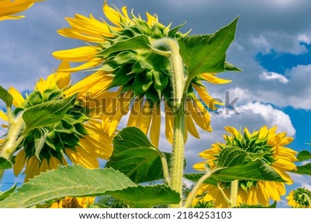 Yellow sunflowers in a field in July against a bright blue sky with white clouds behind