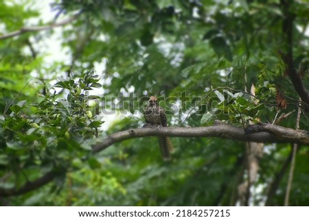 Beautiful bird sitting in the branch