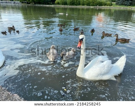 Swans and ducks swim in the river