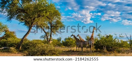 Giraffe in the bush of Kruger national park South Africa. Giraffe at dawn in Kruger park South Africa Royalty-Free Stock Photo #2184262555