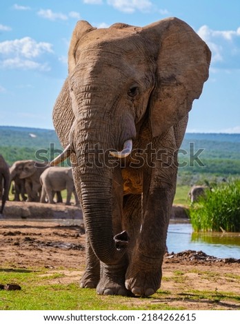 Elephants bathing, Addo Elephant Park South Africa, Family of Elephants in Addo Elephant park, Elephants taking a bath in a water poolwith mud. African Elephants Royalty-Free Stock Photo #2184262615