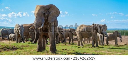 Elephants bathing, Addo Elephant Park South Africa, Family of Elephants in Addo Elephant park, Elephants taking a bath in a water poolwith mud. African Elephants Royalty-Free Stock Photo #2184262619