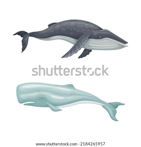Whale species mammal animals set. Cachalot and humpback marine underwater creatures vector illustration