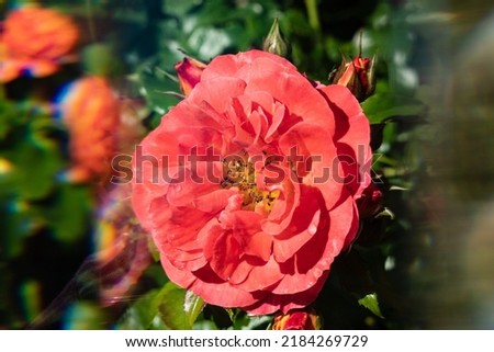 Brilliant orange and red photographed through prism. Orange floribunda rose in the morning sun with water drops on the petals