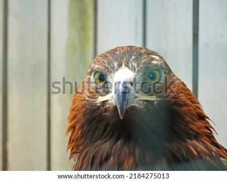 The golden eagle Aquila chrysaetos is the most widely distributed species of eagle. it belongs to the family Accipitridae. A majestic golden eagle looking around. Portrait, detail picture