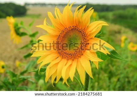 a young ripening sunflower grows in a field. sunflower cultivation concept