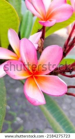 The frangipani flower in purple color is beautiful and aesthetic, delicate background