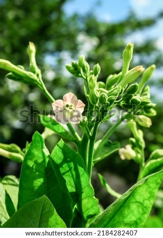 a purple flower blooms on a Turkish tobacco bush. tobacco cultivation concept