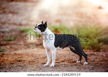 Boston Terrier dog standing full body photo, dog show 