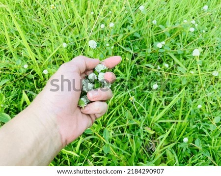 Lovely fresh Gomphrena weed or Wild globe everlasting (Gomphrena celosioides Mart) flowers are growing up and blooming on the ground. Make a hot tea for healthy, food of bird and hamster and squirrel