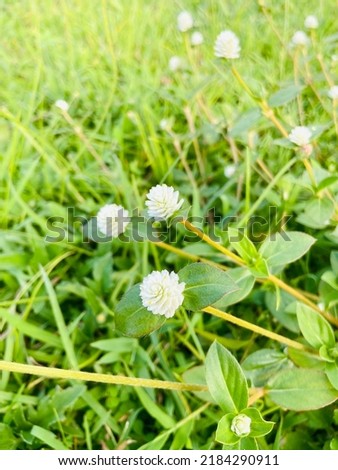 Lovely fresh Gomphrena weed or Wild globe everlasting (Gomphrena celosioides Mart) flowers are growing up and blooming on the ground. Make a hot tea for healthy, food of bird and hamster and squirrel