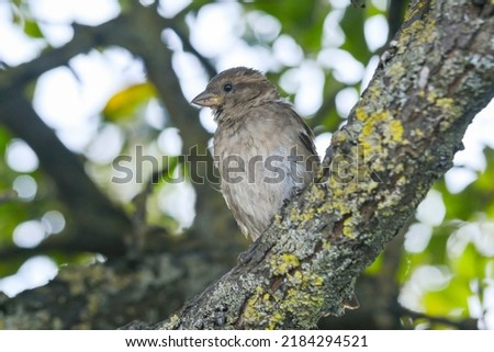 Sparrow close-up perched on a branch with a blur green background in its environment and habitat surrounding. Coniferous trees.