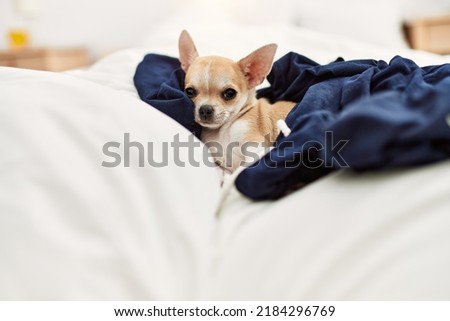 Beautiful small dog chihuahua lying on the bed with a blanket resting and sleeping at home