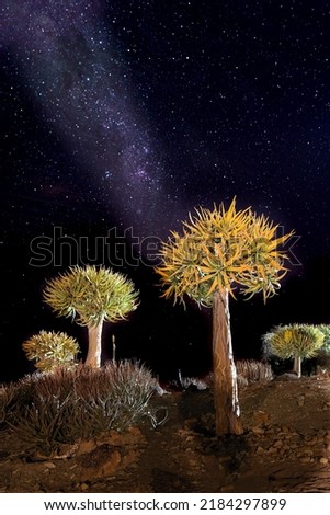 Night landscape of quiver tree forest and milky way sky near Keetmanshoop in Namibia, South Africa 