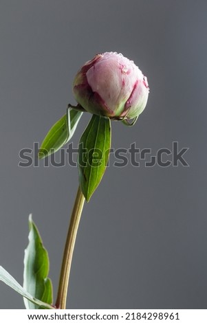Fresh Pastel colored Pink peony bud with dark background close up