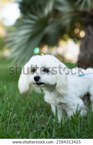 White Maltese purebred dog on a walk in summer in the park with green grass and palm trees. Happy cute dog - hypoallergenic breed Maltese family dog for people with allergies.