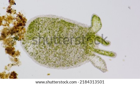 Hydra, a genus of invertebrate freshwater animals. 100x magnification Royalty-Free Stock Photo #2184313501