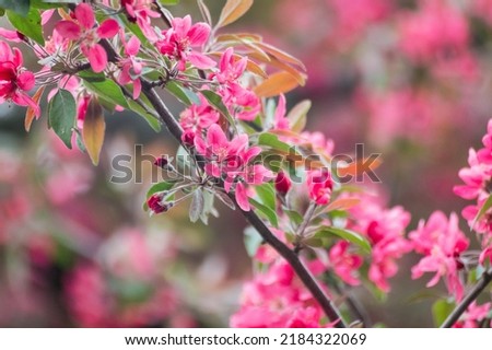 Pink apple tree blossom, big flowers on branch. Apple tree spring delicate vibrant pink flowers bloom in garden close-up with blurred background Royalty-Free Stock Photo #2184322069