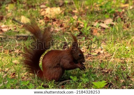 picture of squirrel in the park