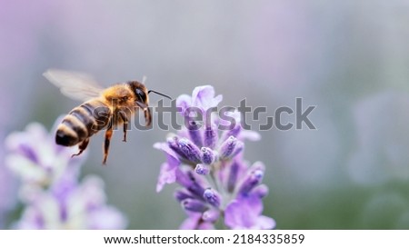 Honey bee pollinating lavender flowers. Plant decay with insects. Blurred summer background of lavender flowers with bees. Beautiful wallpaper. soft focus. Lavender Field Bee flying over flower Royalty-Free Stock Photo #2184335859