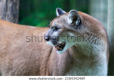 The cougar (Puma concolor),native American animal known as catamount, mountain lion, painter, panther and puma.