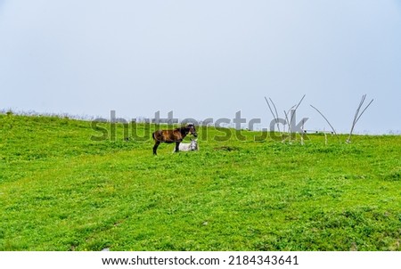 two horse are grazing on green meadow during monsoon season at Kathmandu, Nepal. 